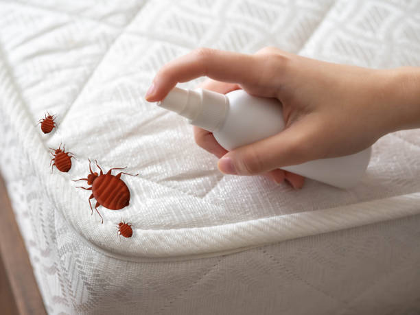 Best Ant Control Services  in Peachtree Corners, GA