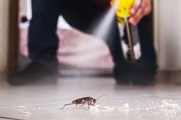 Spider Control Near Me in Peachtree Corners, GA